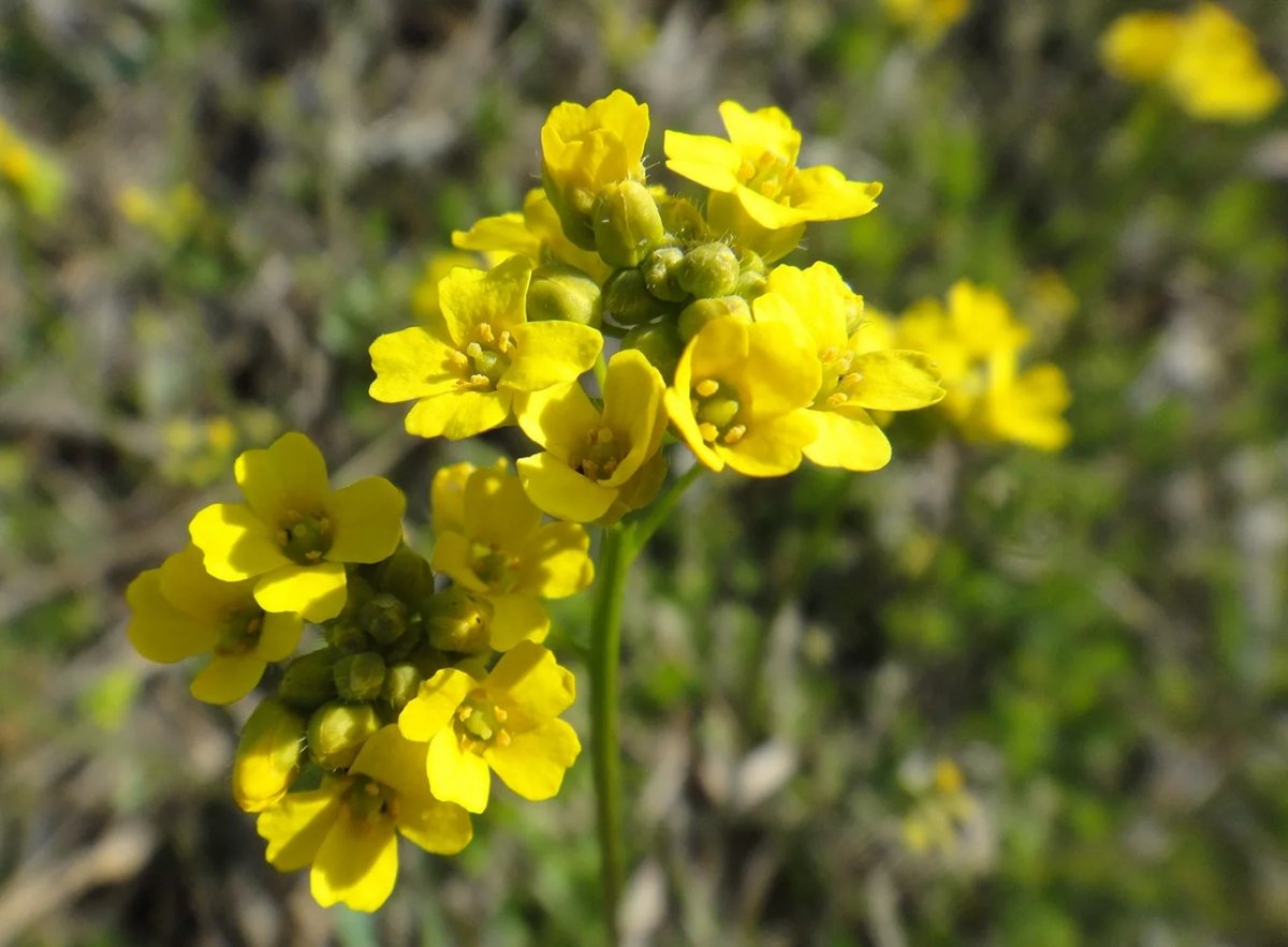 Крупка бруниелистная (Draba bruniifolia)